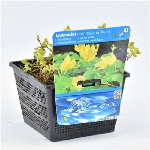 Sorrel in a black pot with plant label showing yellow flowers and blue water waves.