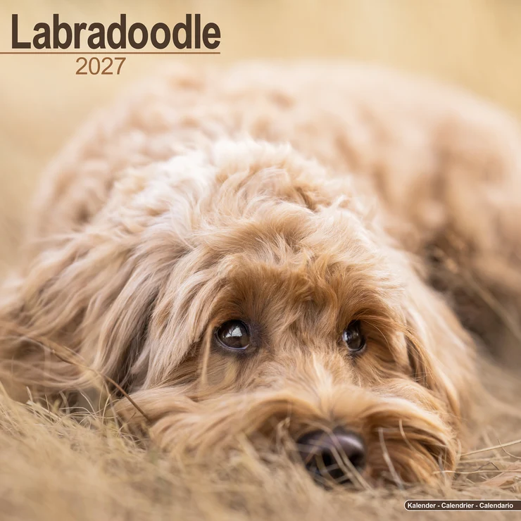 Kalender 2027 Labradoodle