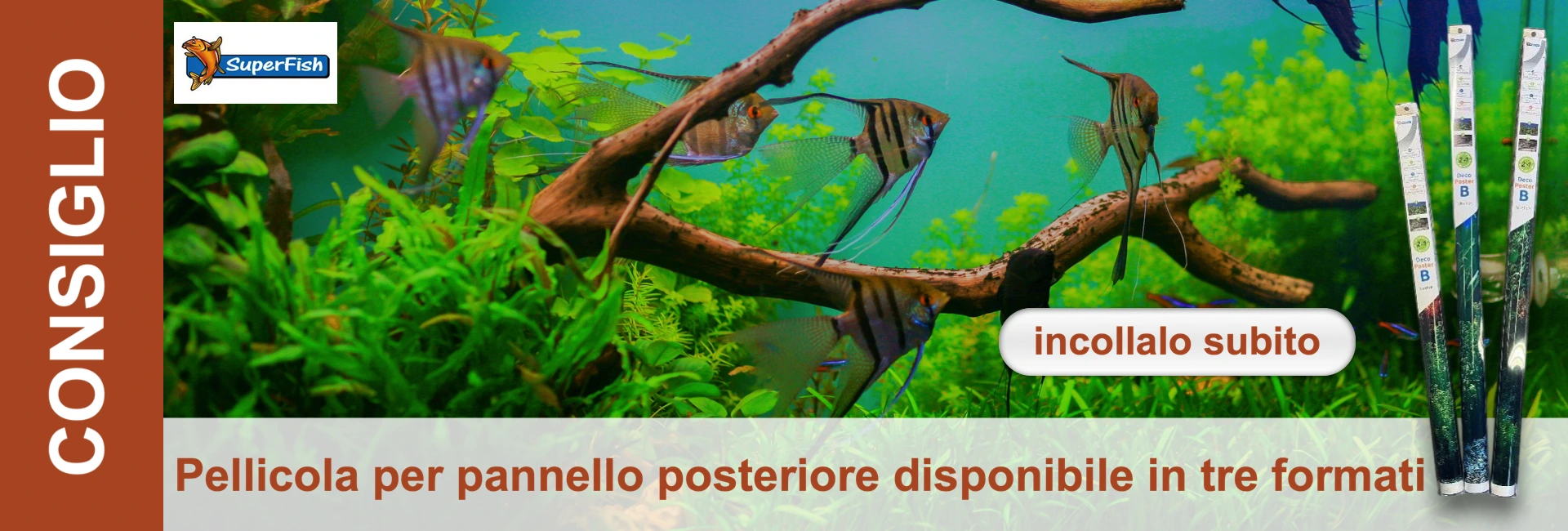 Un acquario d'acqua dolce con scalari striati che nuotano tra piante acquatiche verdi e rami di legno galleggiante. Sullo sfondo si vedono poster arrotolati per il fondo dell'acquario. Un vivace mondo sottomarino.
