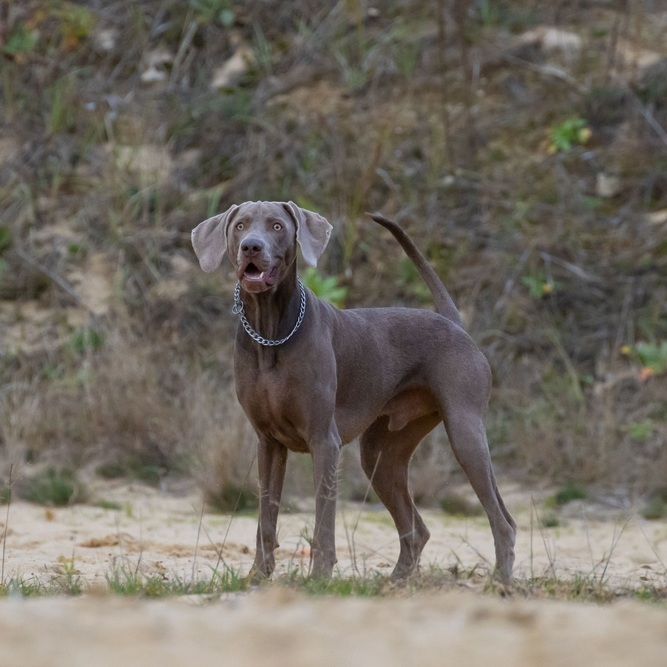 Ein Weimaraner mit kurzem, grauem Fell und Halskette steht aufrecht im Gelände.