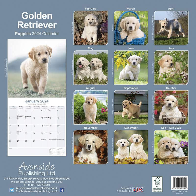 Kalender 2024 Golden Retriever - Welpe - Puppies