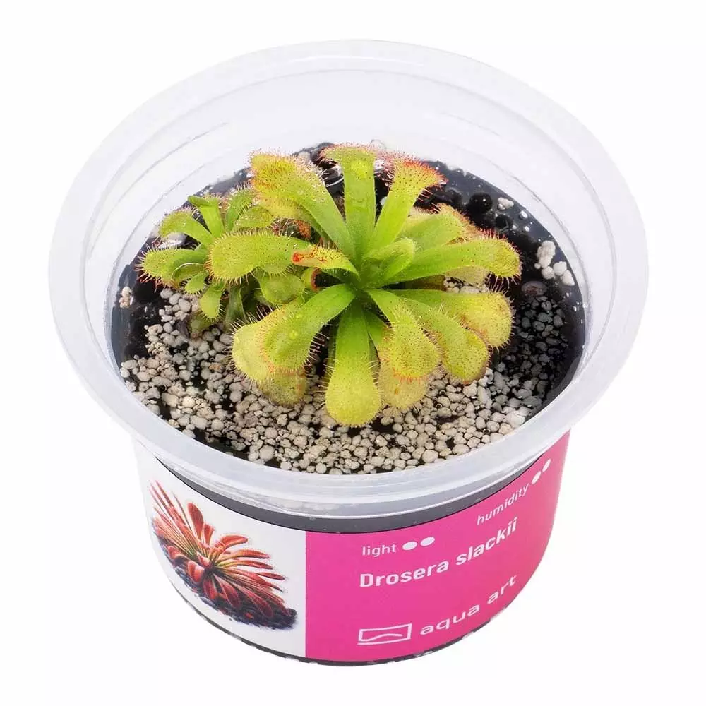 Drosera slackii - carnivorous plant