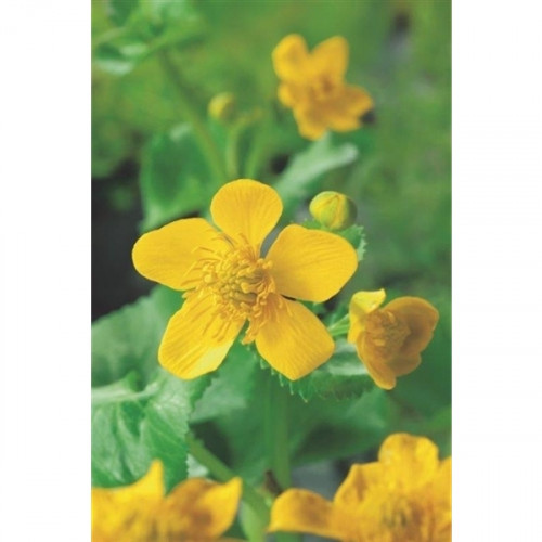 Close-up of a yellow marsh marigold with five petals in front of green foliage. More flowers and buds in the background.