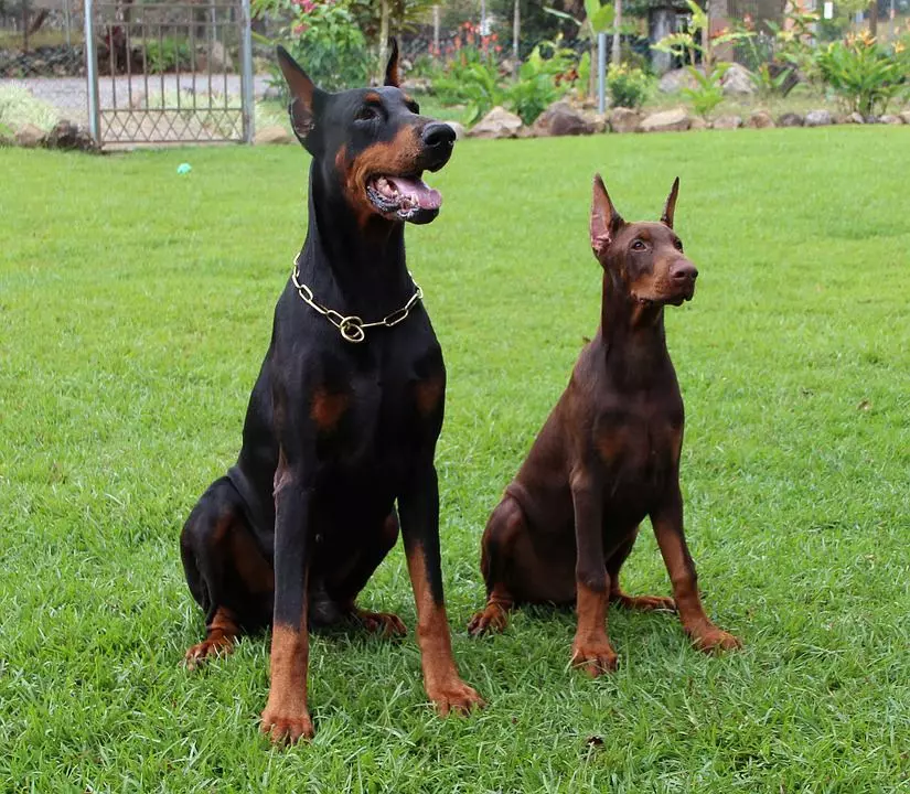 dobermann-braun-und-schwarz Dobermann
