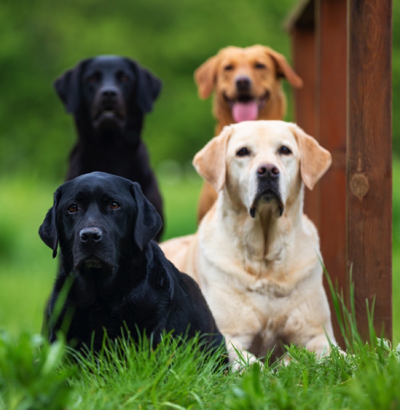 Vier Labrador Retriever Hunde in Schwarz, Gelb und Braun sitzen im Gras, schauen in die Kamera.