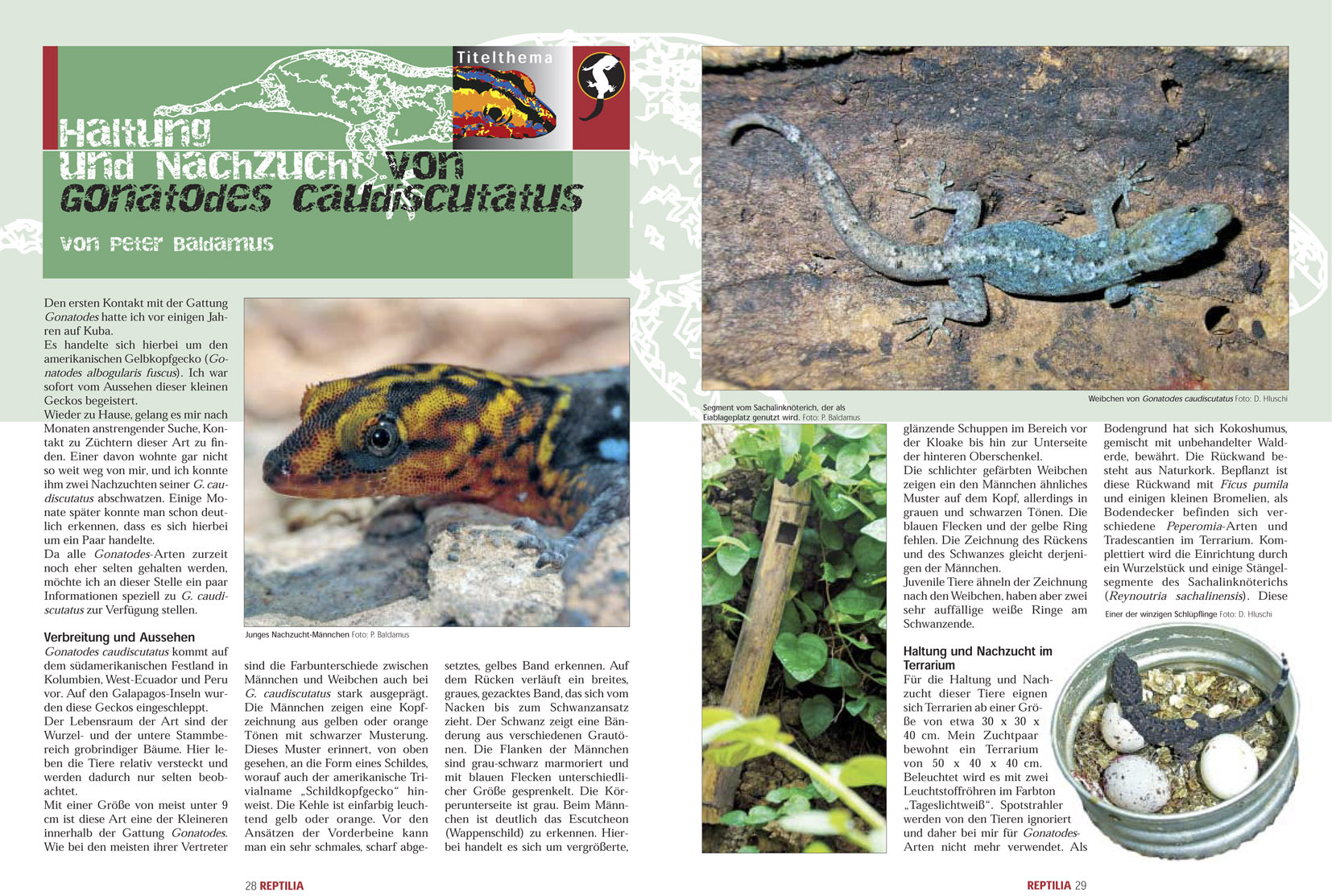 Reptilia 78 - Gonatodes - Neotropische Taggeckos August/September 2009