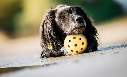 lochball-gelb-3 Lochball