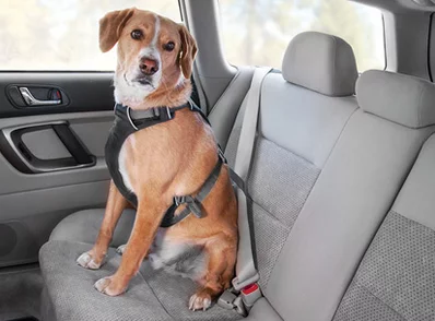 Load Up Harness