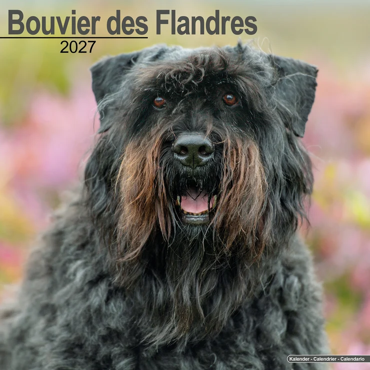 Kalender 2027 Bouvier des Flandres