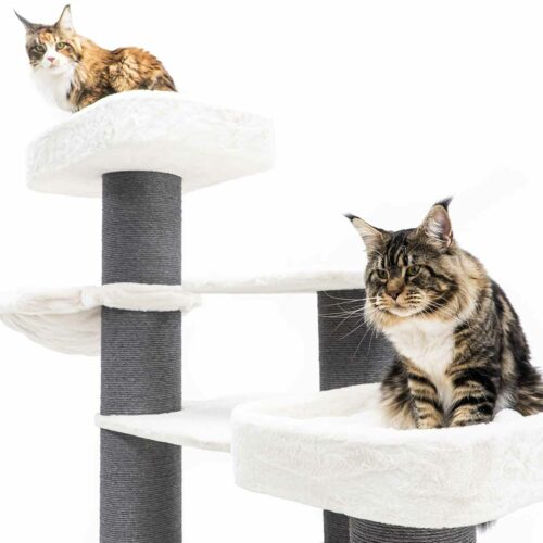 Zwei Katzen sitzen auf einem mehrstufigen, flauschigen Kratzbaum in Weiß und Grau. Oben blickt eine dreifarbige Katze nach vorn. Tiefer sitzt eine große, getigerte Maine Coon und schaut nach rechts, die spitzen Ohren gut sichtbar.