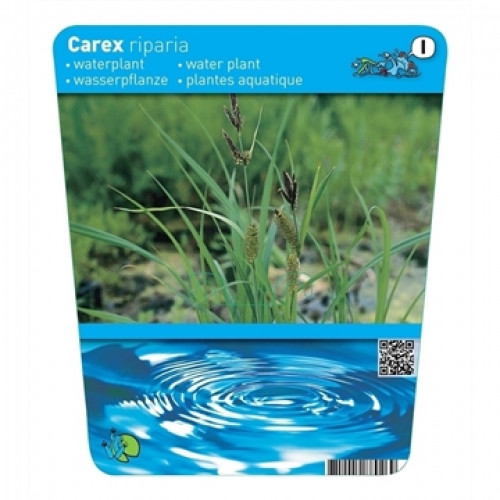 Etikett einer Wasserpflanze: Carex riparia vor einer grünen Landschaft. Unten blaue Wasserringe und ein QR-Code.
