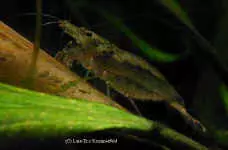 Amanogarnele