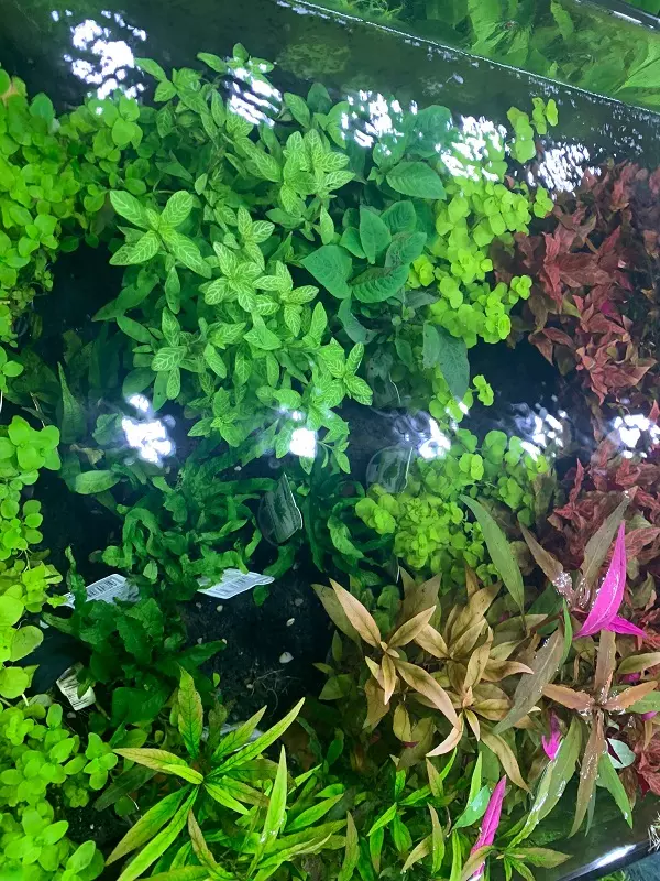 Aquarienpflanze