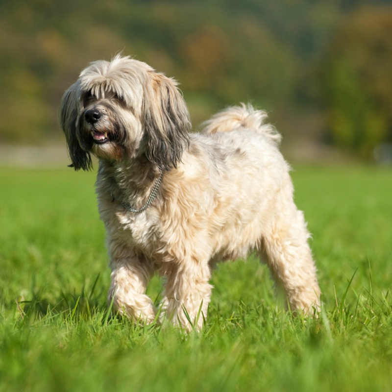 Ein Tibet Terrier steht im grünen Gras, sein langes, helles Fell fällt über die Augen.