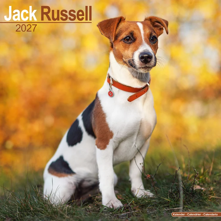 Calendrier 2026 Jack Russell Terrier - Parson Russell Terrier
