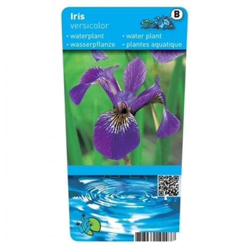 English water mint (9cm) - Preslia cervina 'Alba'