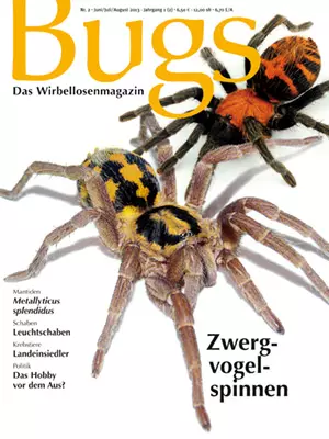 Bugs Nr. 02 - Zwergvogelspinnen