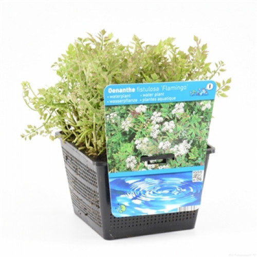 Oenanthe fistulosa 'Flamingo' Wasserpflanze in einem schwarzen, quadratischen Kunststofftopf. Ein Etikett mit Wasserwellen ist angebracht.

