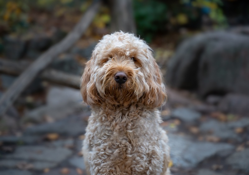 Labradoodle