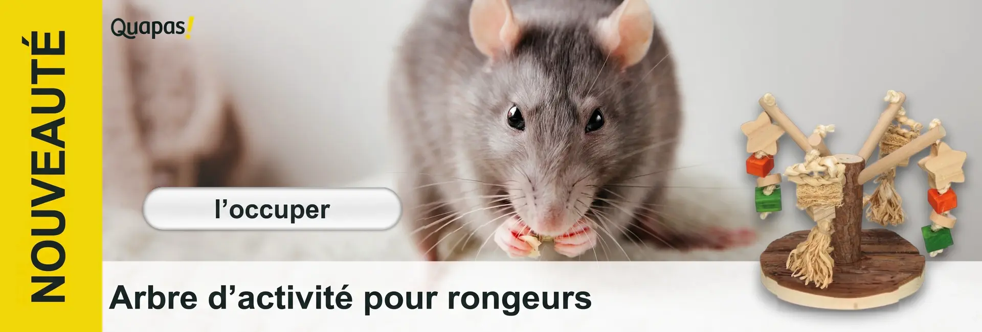 Un rat gris aux moustaches visibles tient de la nourriture dans ses pattes et mange en regardant le spectateur. À droite, un arbre d'activité en bois avec étoiles suspendues, blocs et cordes en fibre.