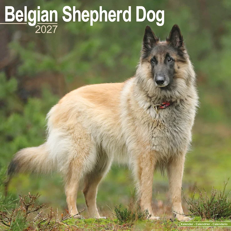 Kalender 2027 Belgischer Schäferhund - Belgian Shepherd Dog