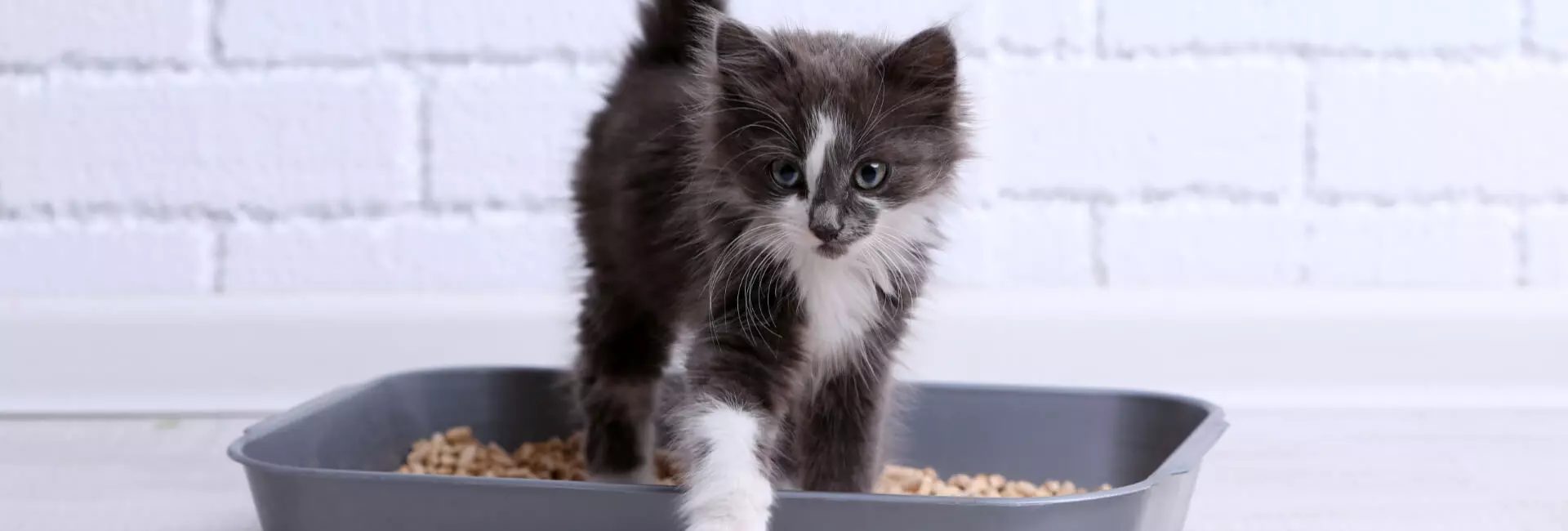 Katzen Hygiene