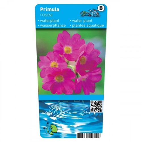 Rosa Primel (9cm) – Primula rosea