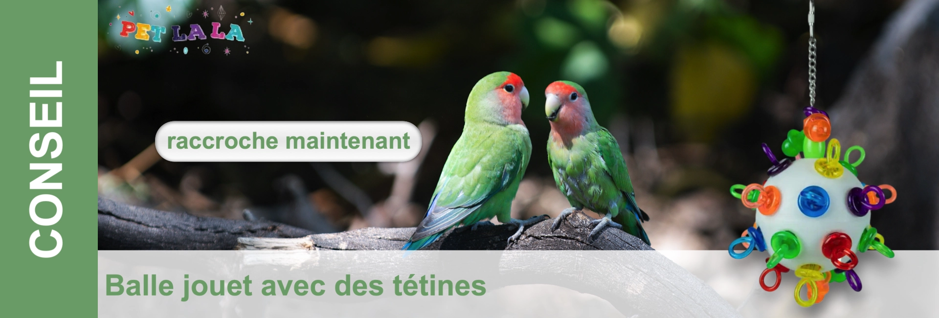 Deux petits oiseaux verts à tête rose vif sont assis face à face sur une branche sombre, devant un fond vert flou. À droite, un accessoire pour oiseaux blanc en forme de boule, orné d'embouts en plastique colorés, est suspendu.