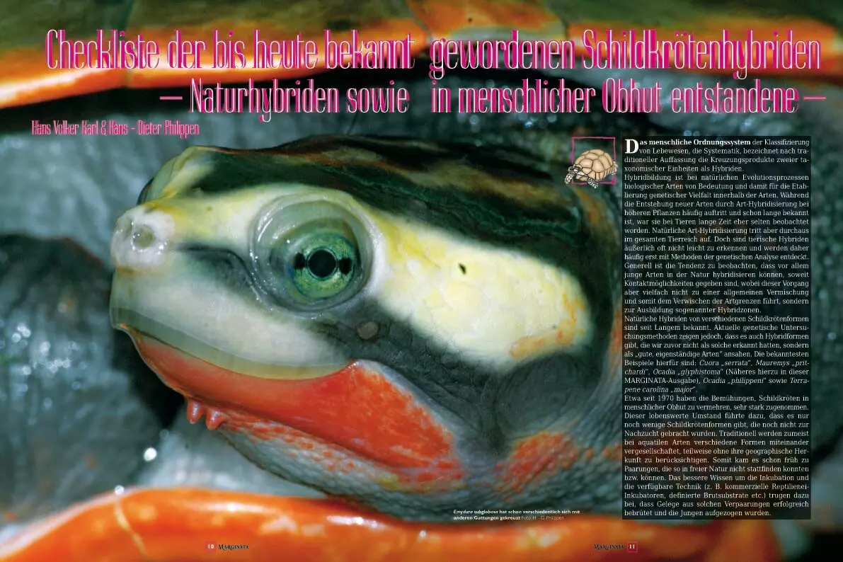 Marginata 38 - Schildkrötenhybriden