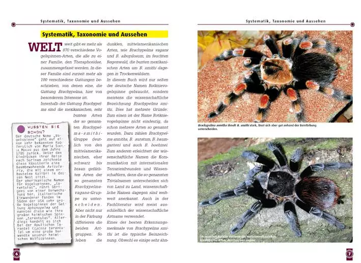 smithi Tarentule rouge du genou