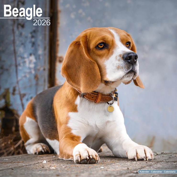 Calendar 2025 Beagle