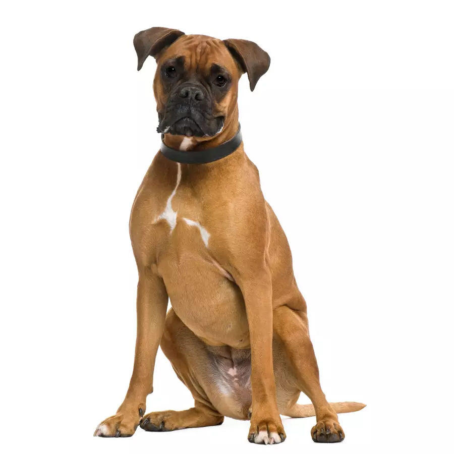 Boxer