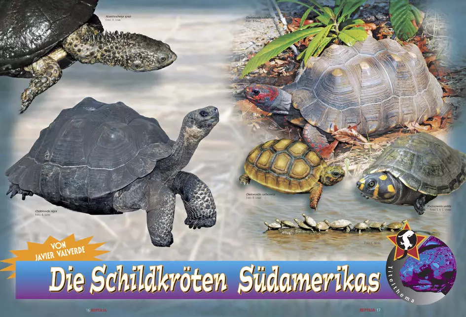 reptilia-80-1 Reptilia 80 - Südamerikanische Schildkröten