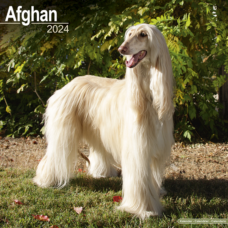 Calendrier 2024 Afghan - Afghan Greyhound