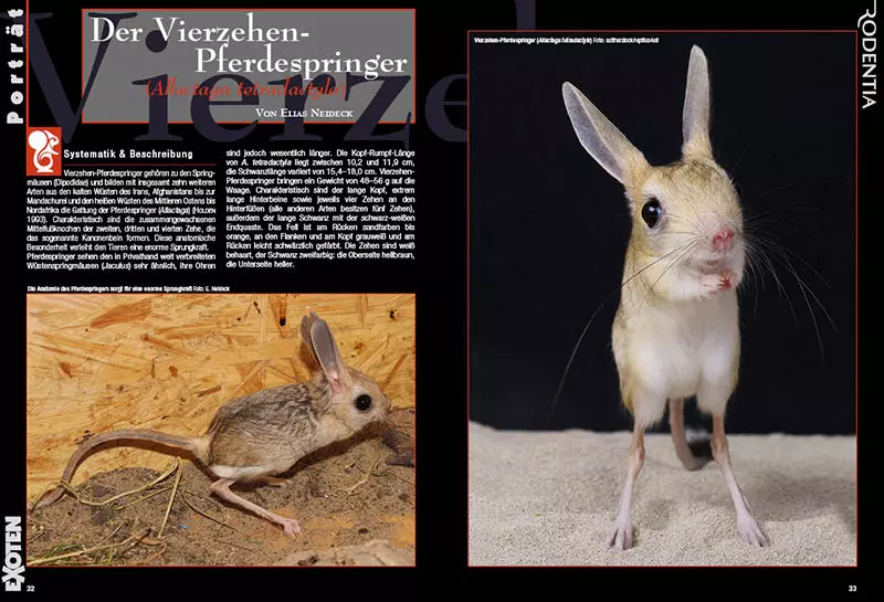 rodentia-83-lebensraum-wasser-4 Rodentia 83 - Lebensraum Wasser