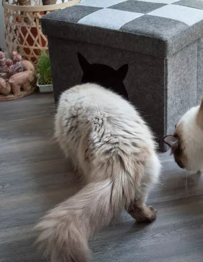 Let's Pet Cube