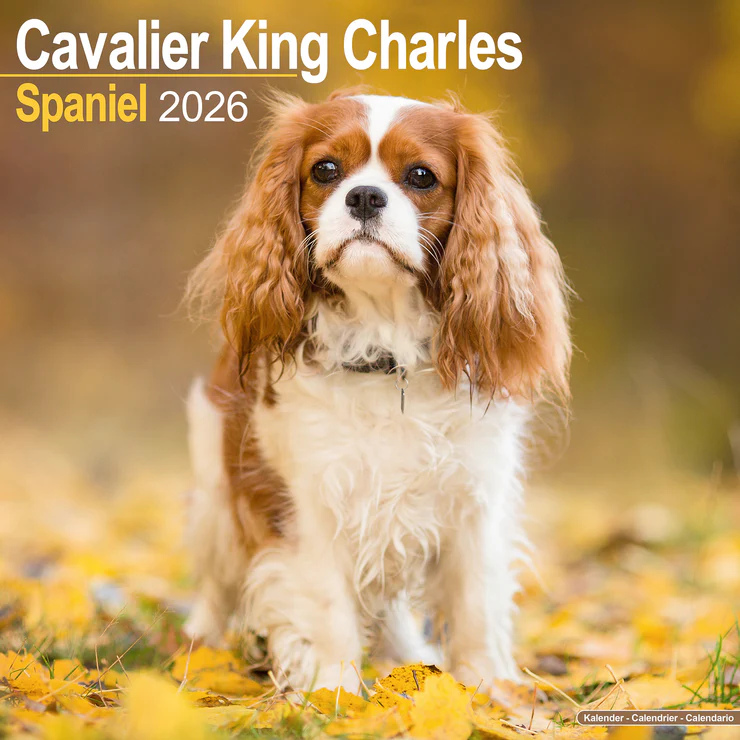 Chiot Cavalier King Charles Spaniel assis dans le feuillage. Couleur du pelage : blanc et brun.