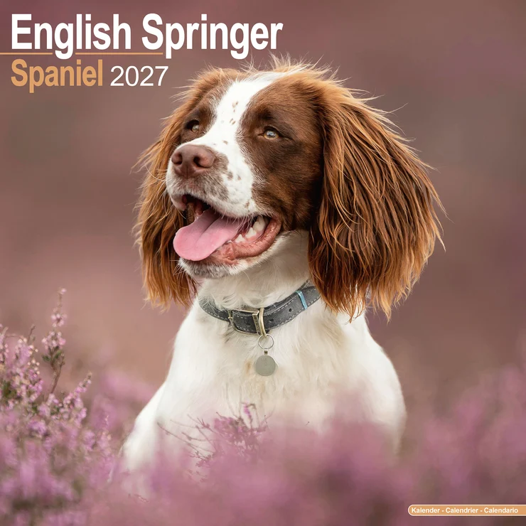 Kalender 2027 English Springer Spaniel