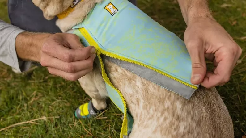 Nahaufnahme: Person schliesst gelben Reissverschluss einer hellblauen Ruffwear Kühlweste am Körper eines Hundes.