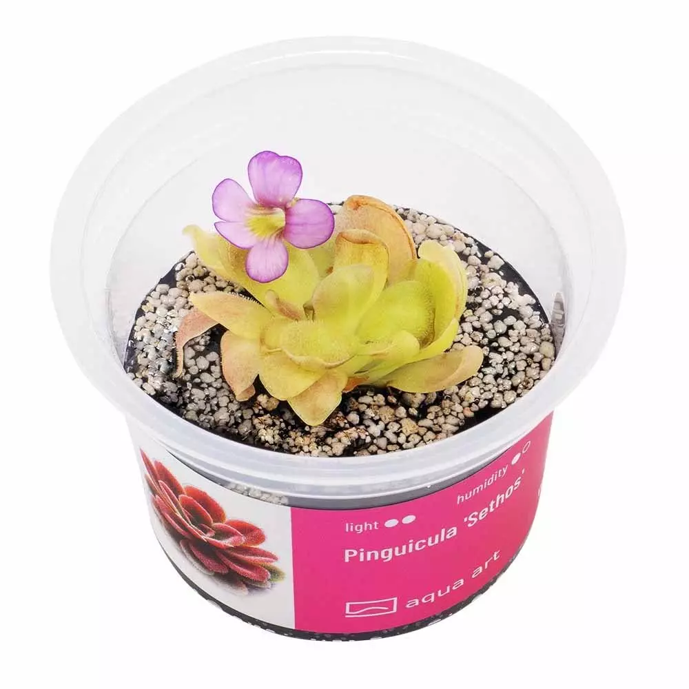 Pinguicula Sethos - carnivorous plant