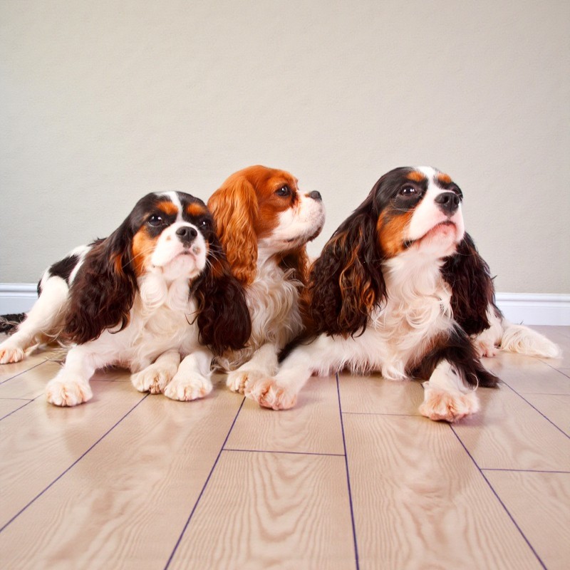 Drei Cavalier King Charles Spaniel liegen nebeneinander auf einem hellen Holzboden vor einer beigen Wand.