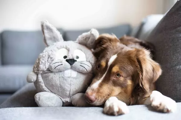 Plüschball Hase oder Häsin
