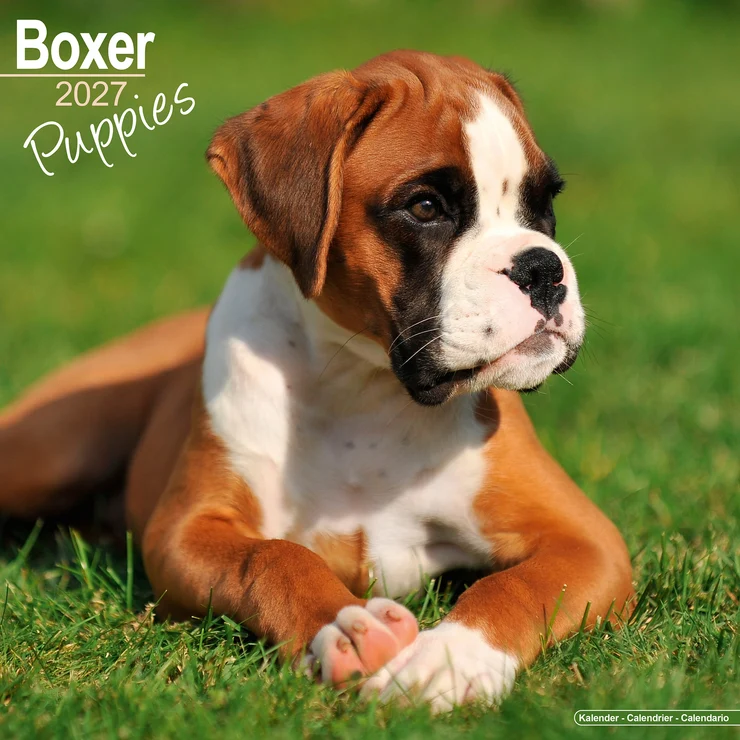 Kalender 2027 Boxer - Welpe