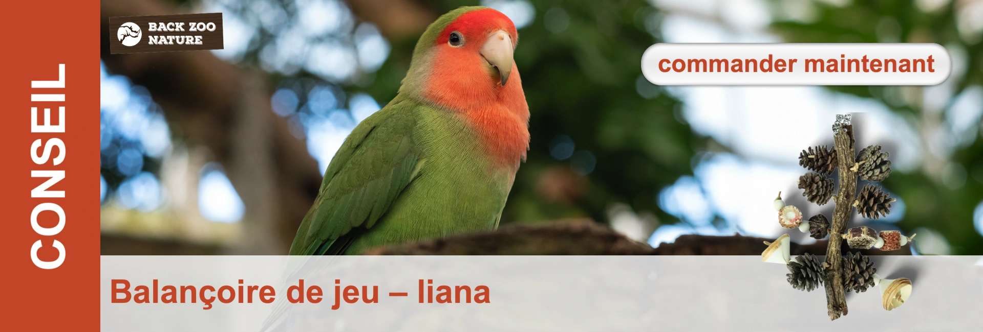 Une tête de rose verte et orange est assise sur une branche sur un fond vert. Un jouet fait de branches et de pommes de pin est posé sur le bord inférieur droit.