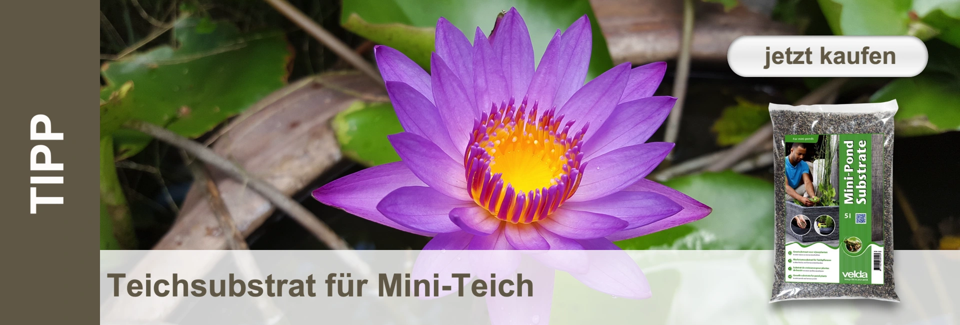 Primo piano di una ninfea viola con il centro giallo, accanto a una confezione di substrato per laghetti.