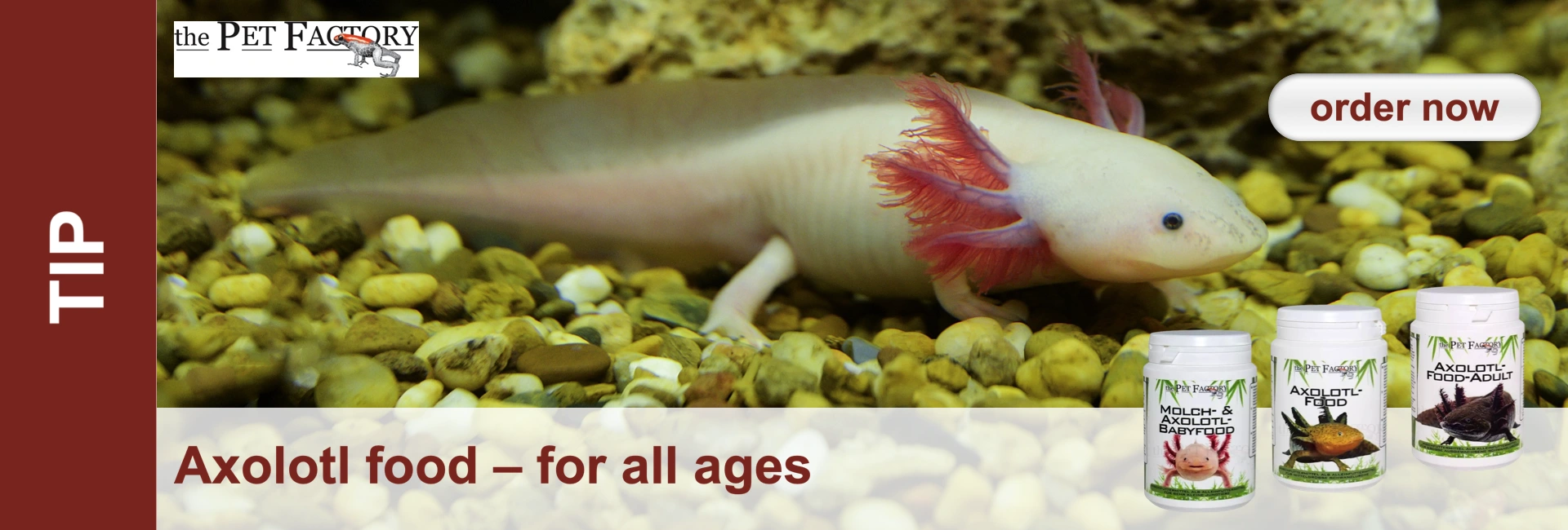 An axolotl in the aquarium, with pink gill tufts and food cans in the foreground advertising axolotl food for all ages.