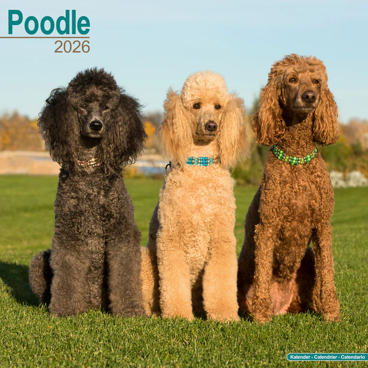 Calender 2025 Poodle