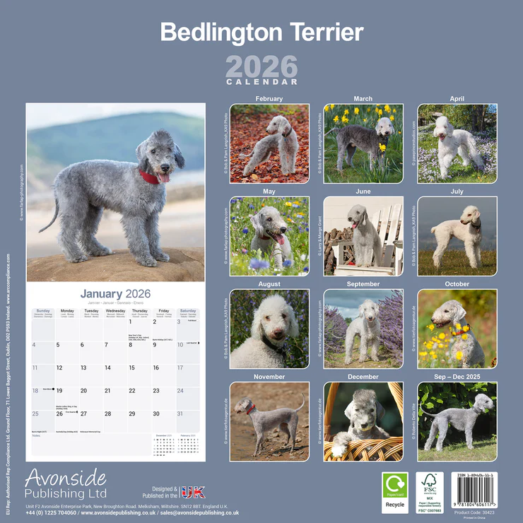 Calendar 2025 Bedlington Terrier