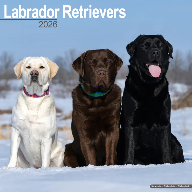 Calendar 2025 Labrador Retriever (Mixed)