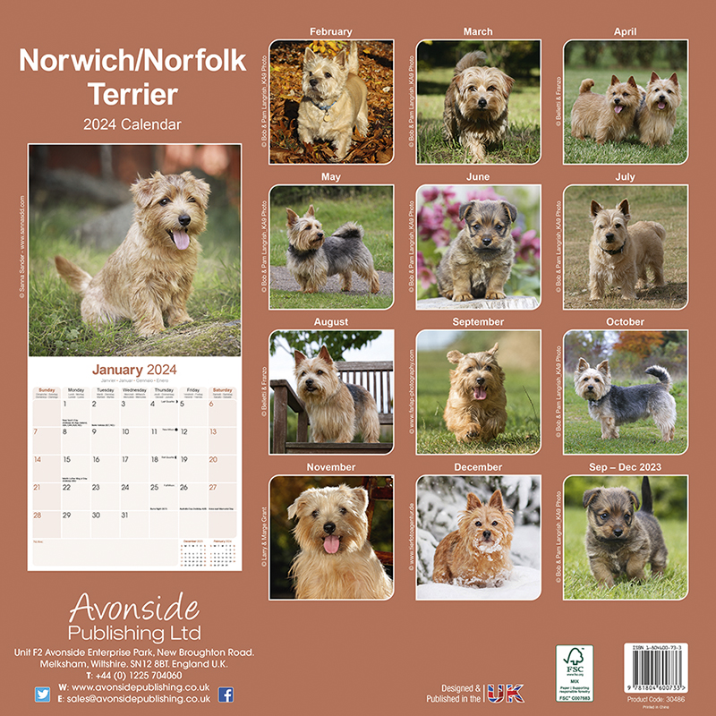 Calendar 2024 Norwich/Norfolk Terrier